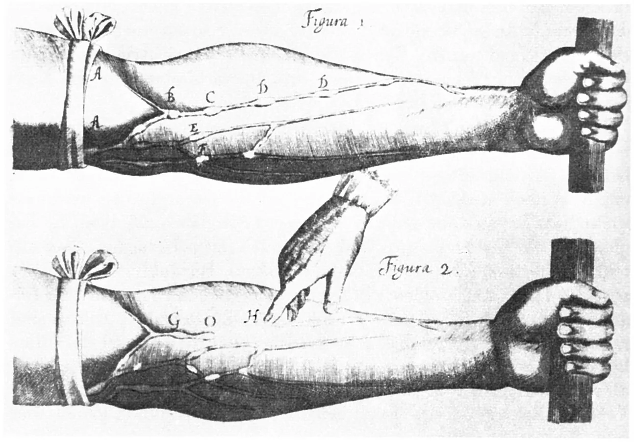 Grabado de Harvey que muestra las venas del antebrazo